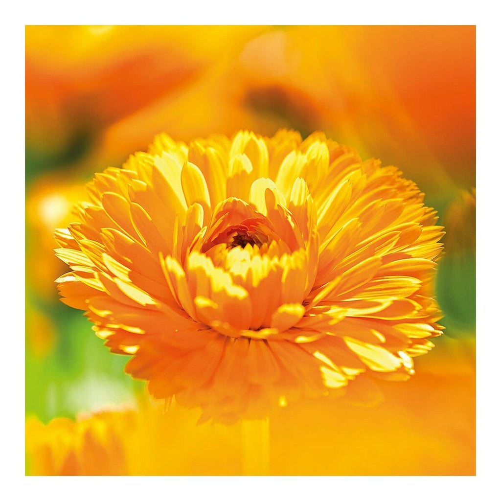 Schutzcreme calendula weleda 090540x7 75 ml - schönheit