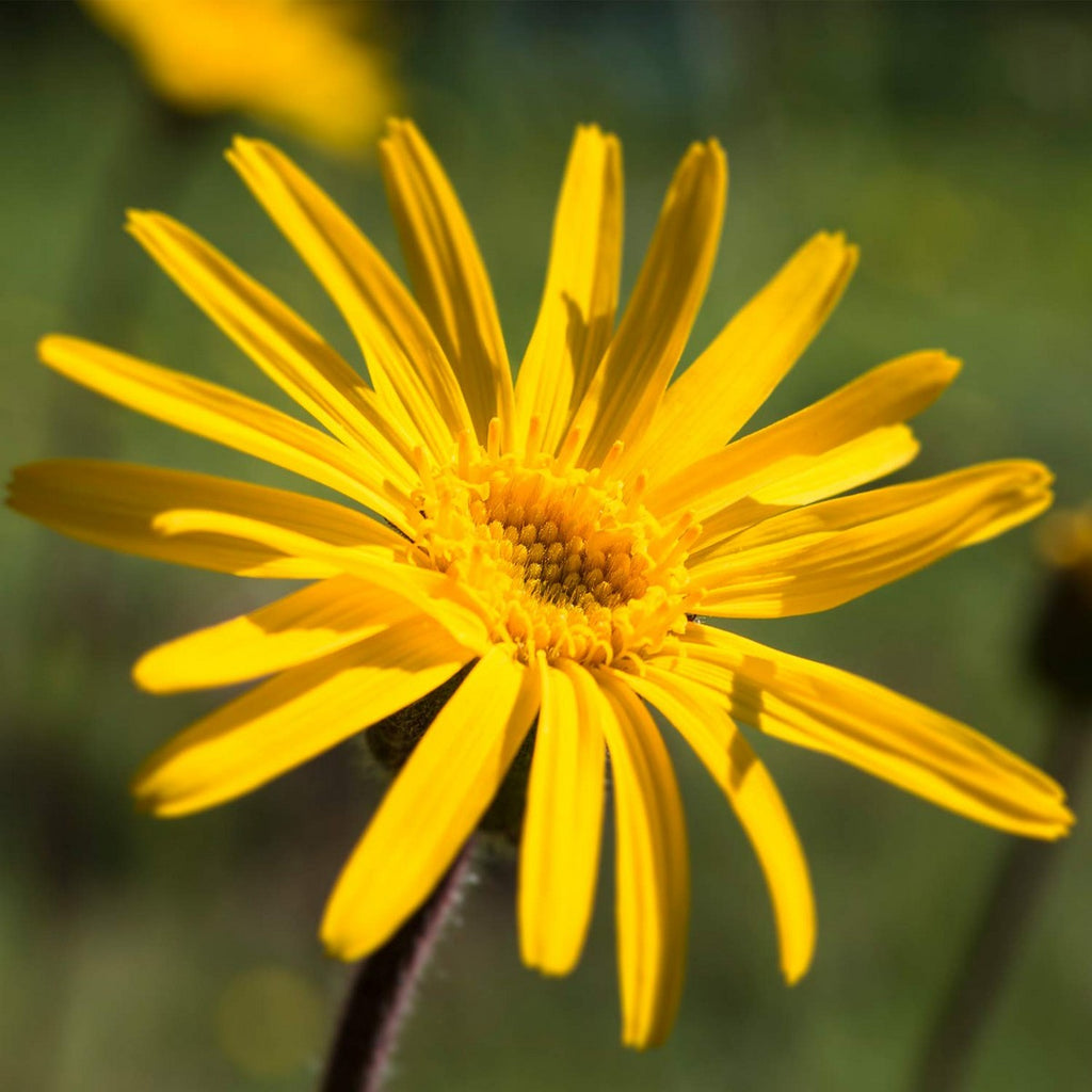 Massage-öl weleda arnica (100 ml) - gesundheit