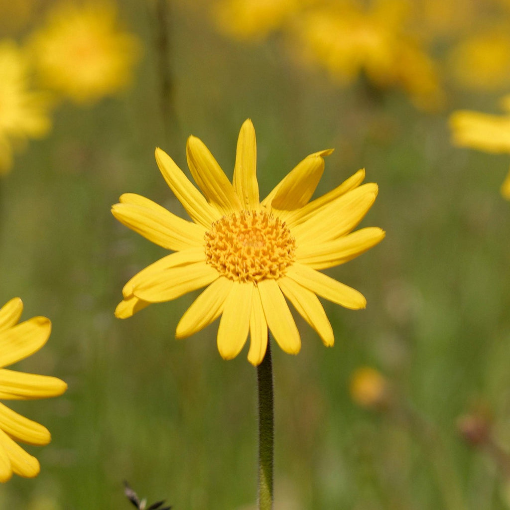 Massage-öl weleda arnica (100 ml) - gesundheit